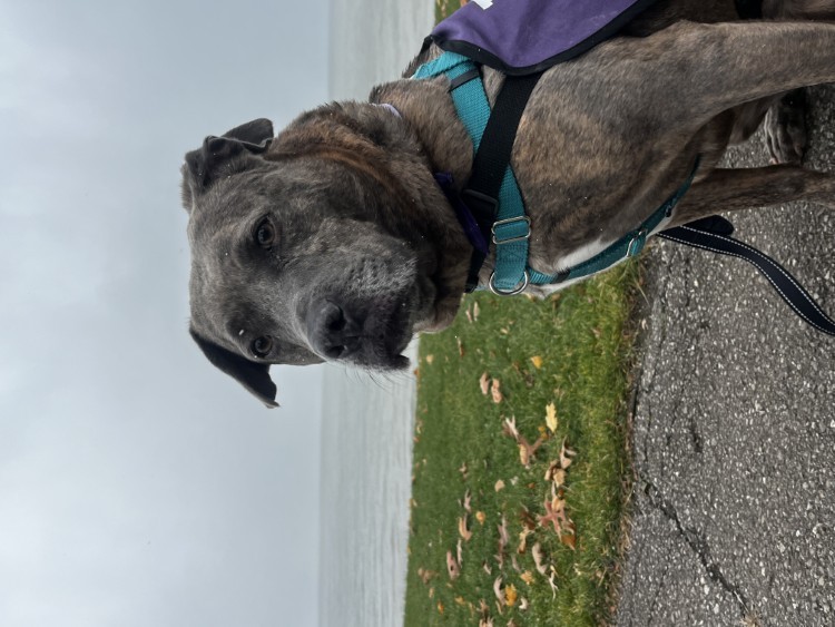 Lula, who has been at the Cleveland APL for more than a year, on a field trip.